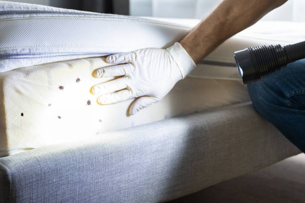 Best Rat Extermination Near Me  in Bellwood, IL